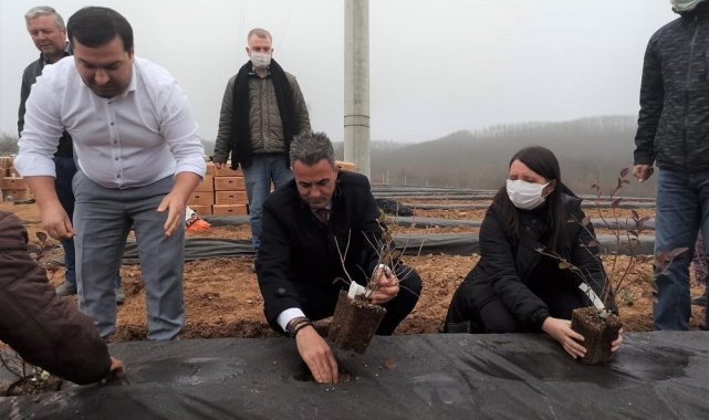 Bilecik'te 15 bin adet yaban mersini dikimi gerçekleştirildi