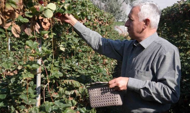 Bu yöntemle her mevsim taze çilek yemek mümkün