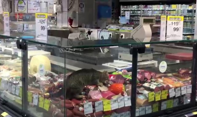 CarrefourSA'da şok eden görüntü: Reyona giren kedi kavurmayı yedi