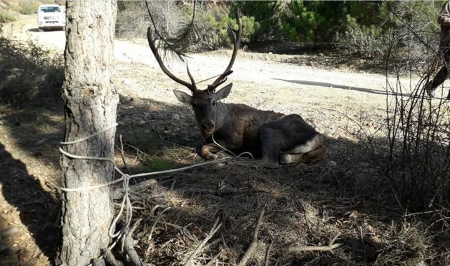 Hastalanan kızıl geyik tedavi altına alındı