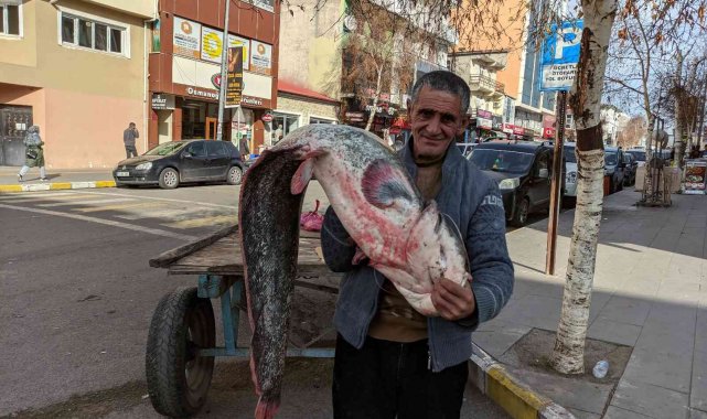 Kura nehrinde boyu kadar yayın balığı tuttu