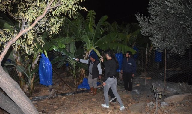 Muz hırsızı evinde çaldığı ürünlerle yakalandı