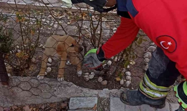 Tel örgüsüne başı sıkışan yavru köpeği itfaiye kurtardı