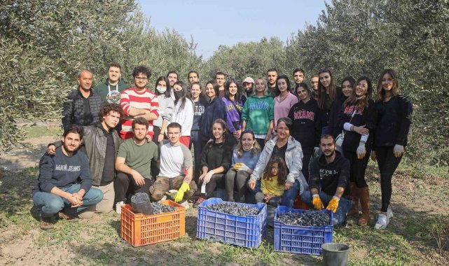 Üniversitelilerden gönüllü zeytin hasadı