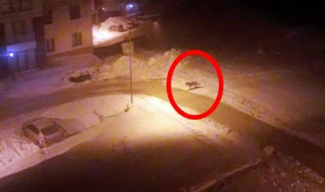Aç kalan kurt yerleşim alanına indi