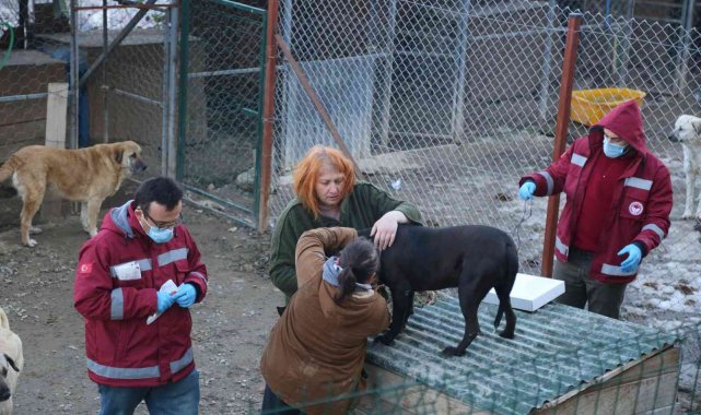 Artvin'de yasaklı ırk köpekler kimliklendirilip kayıt altına alınıyor