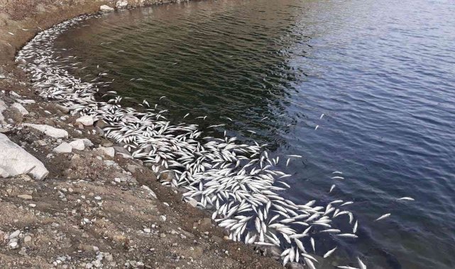 Aslantaş Barajı'nda korkutan tablo... Binlerce ölü balık kıyıya vurdu