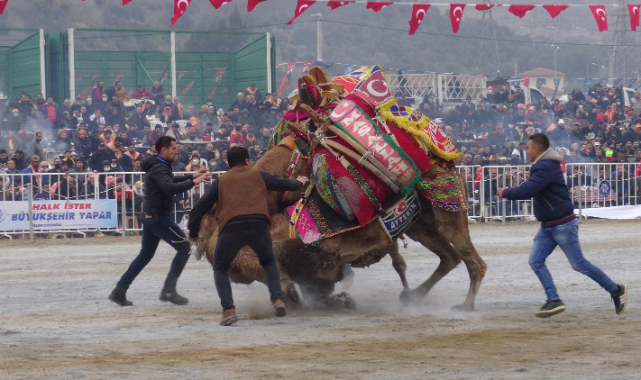 Aydın'da Yılın Son Deve Güreşi Gerçekleşti.