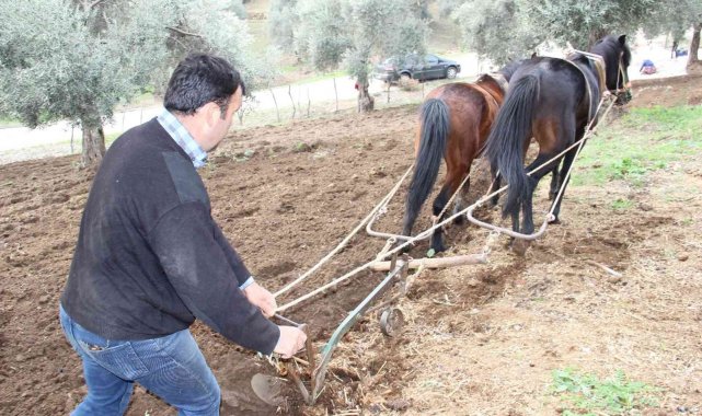 Aydın'da yağışı gören tarlaya indi