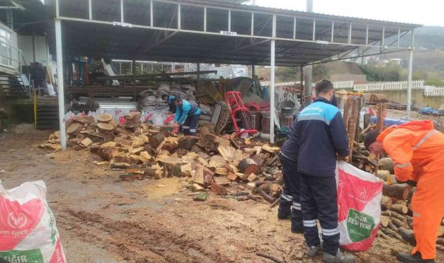 Başiskele'de budanan ağaçlar vatandaşlara yakacak oluyor