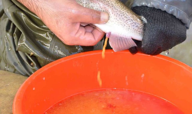 Bebek gibi bakılıyor tek tek el masajıyla yumurtaları alınıyor