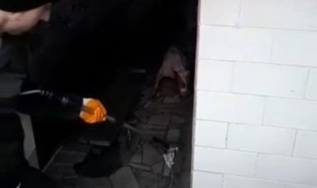 Bursa'da başıboş Pitbull köpeğine camide operasyon