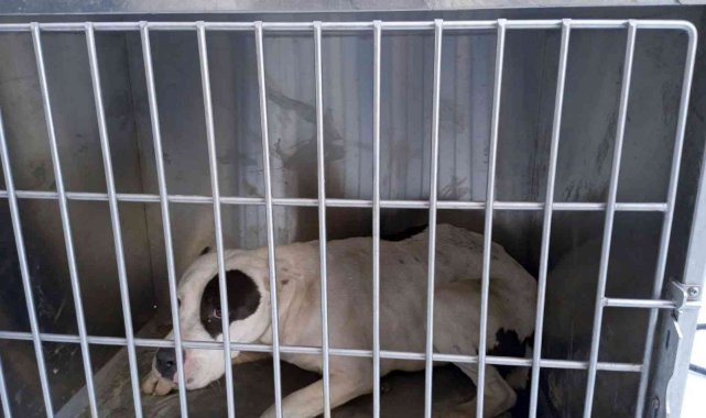 Çatak'ta pitbull cinsi köpek yakalandı