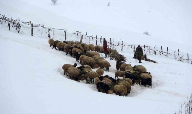 Doğu'da besicilerin "kara kış" kabusu başladı