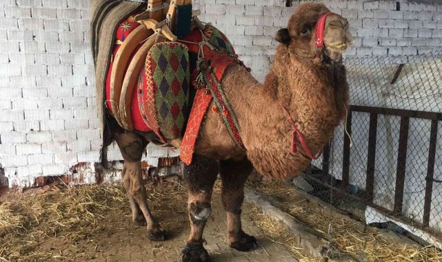 Ev, araba değil bu sefer 'pehlivan deve' haczedildi