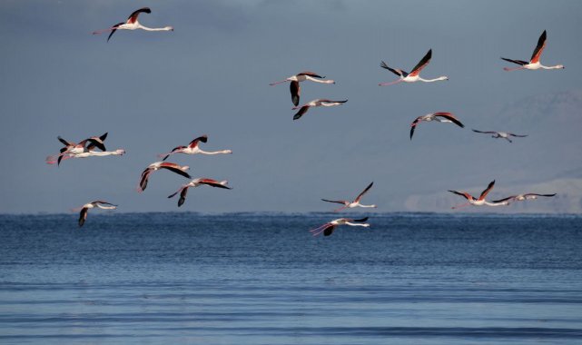 Flamingolar kış mevsiminin gelmesine rağmen Van'ı terk etmedi