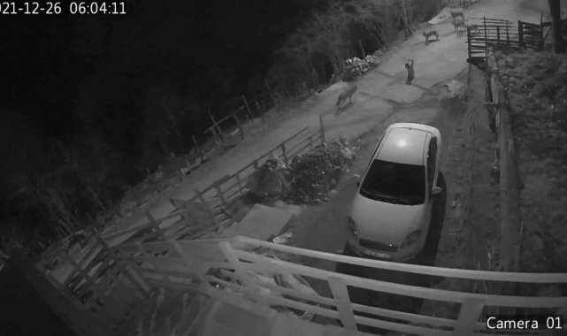 Giresun'da aç kalan kurtlar yerleşim yerine indi
