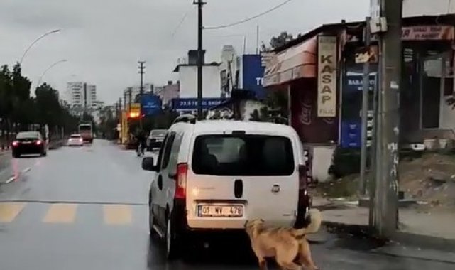 Köpeğe eziyet eden şahsa ceza