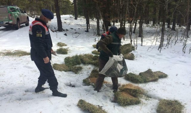 Kütahya'da yaban hayvanlarına yem bırakıldı