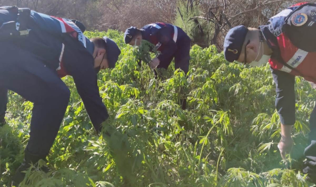 Milas'ta 17 bin 660 kök kenevir ele geçirildi.