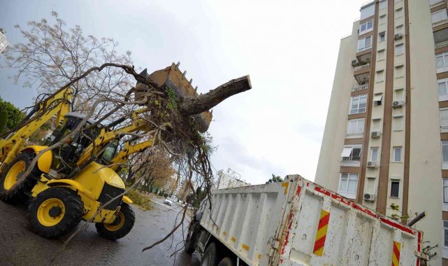 Muratpaşa'da devrilen 170 ağaca müdahale