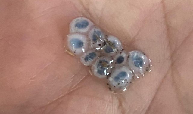 Nazar boncuğu şeklinde dolu yağdı, görenler şaşırıp kaldı