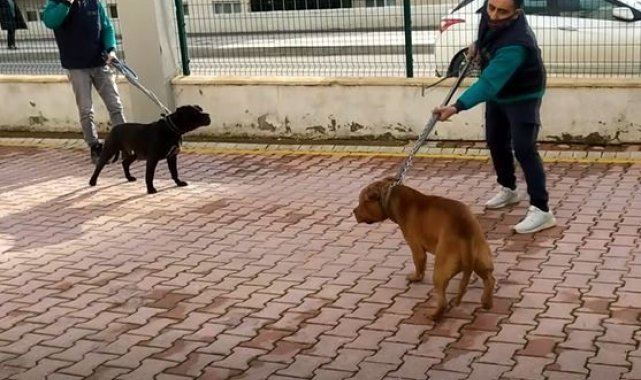 Pitbull dehşetinde gözaltı sayısı 6'ya yükseldi