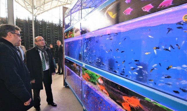 Sandıklı'da jeotermal suyla tropikal türde balık üretimine başlandı