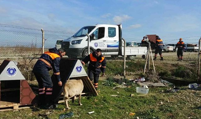 Sokak hayvanlarına Büyükşehir şefkati