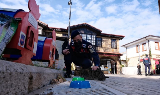 Sokak kedileri jandarma korumasında