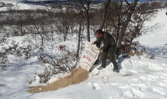 Tunceli'de yaban hayvanları için doğaya yem bırakıldı
