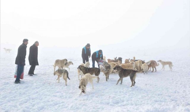 Tuşba Belediyesi sokak hayvanları için seferber oldu