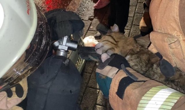 Üsküdar'da dumandan etkilenen kedi, oksijen tüplü müdahale ile hayata tutundu