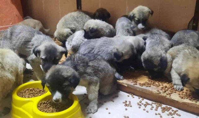 63 yavru köpek son anda ölümden kurtarıldı