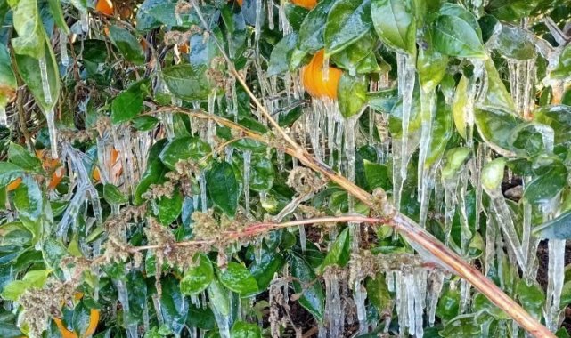 Antalya'da portakal ağaçlarında buz sarkıtları