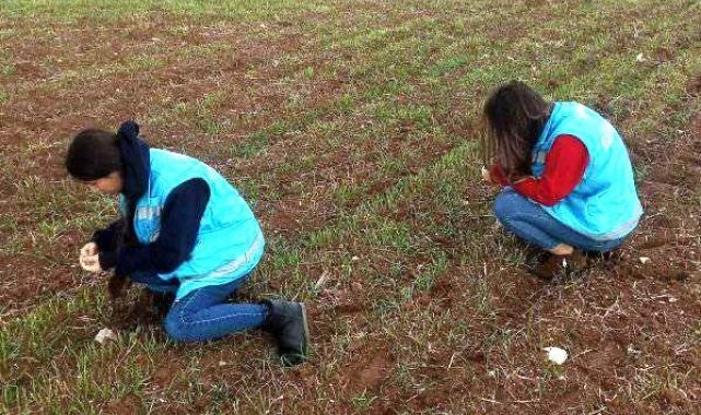 Aslanapa'da ekili alalarda fonolojik gözlem çalışmaları