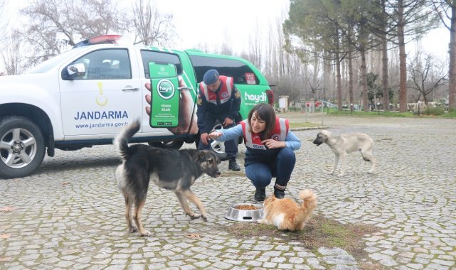Aydın'da Jandarma timleri sokak hayvanlarını yalnız bırakmıyor
