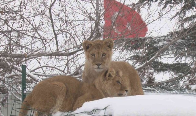 Başkent'in aslan ve kaplanları karla buluştu