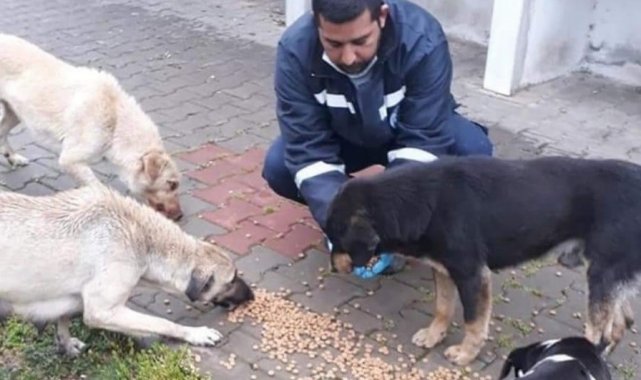 Biga Belediyesi sokak hayvanlarını unutmadı
