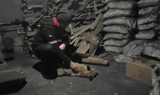 Bingöl'de bitkin halde bulunan tilkiye sahip çıktılar