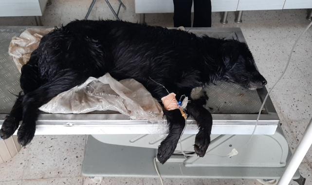 Bodrum'da köpeklerin zehirlendiği iddiasına soruşturma.