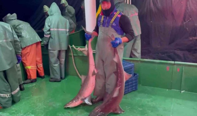 Çanakkale'de ağlara takılan köpek balıkları denize salındı