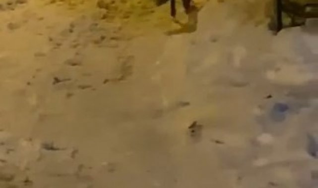 Elazığ'da aç kalan tilki şehre indi sokak sokak gezdi