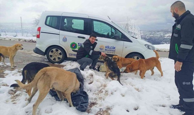 Gölcük'te hayvanlara mama desteği