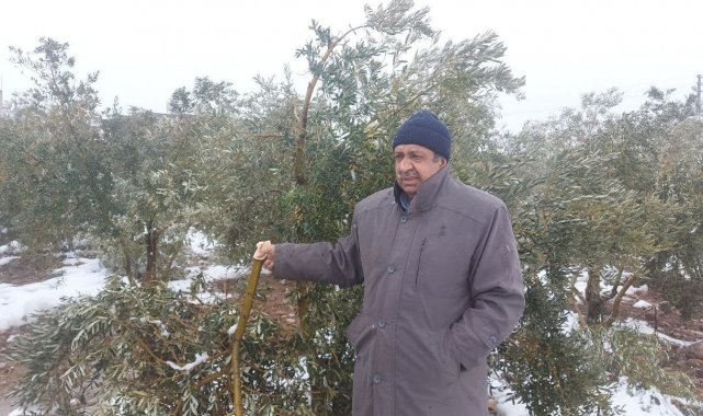 Hatay'da kar zeytin ağaçlarının dallarını kırdı