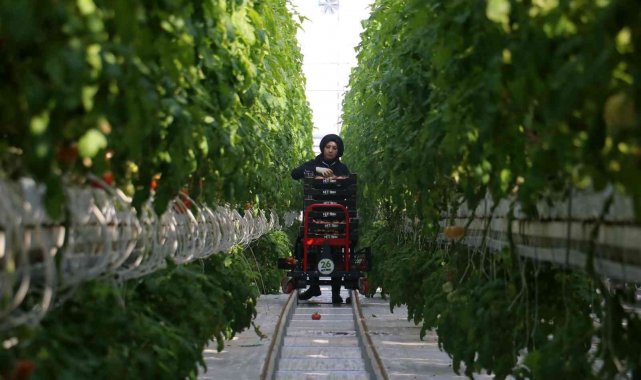 Kara kışta ürettiği domatesleri Avrupa'ya pazarlıyor