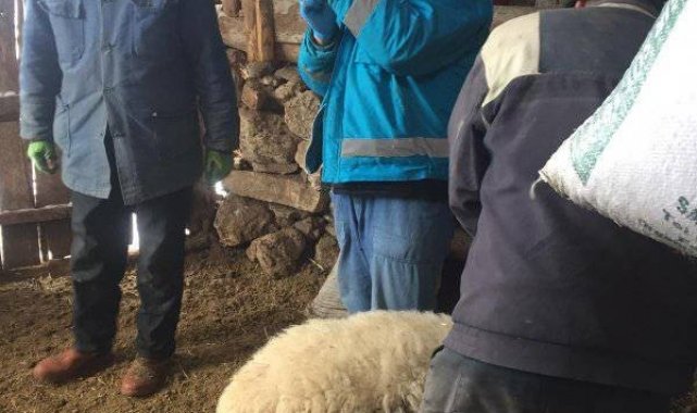 Kütahya'da küçükbaş hayvanlara çiçek aşısı
