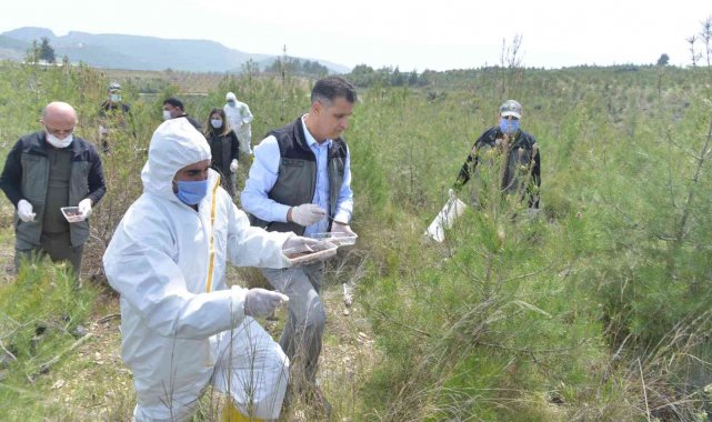 Mersin'de 2021 yılında orman zararlılarıyla mücadele hız kazandı