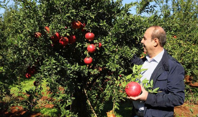 Oğuzeli'nde bir yılda 400 ton nar işlendi