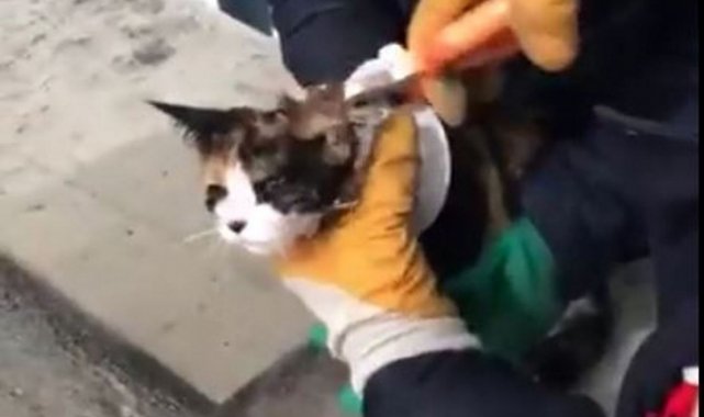 Şanlıurfa'da kedi kurtarma operasyonu